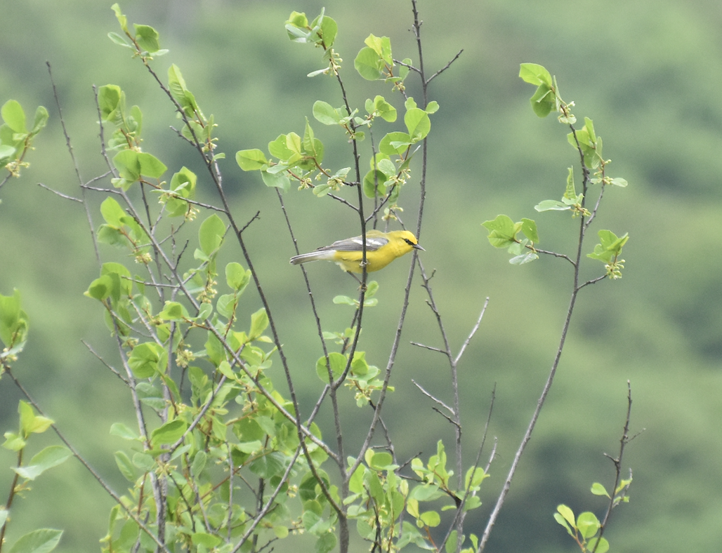 Blue-winged Warbler - Joseph Trezza