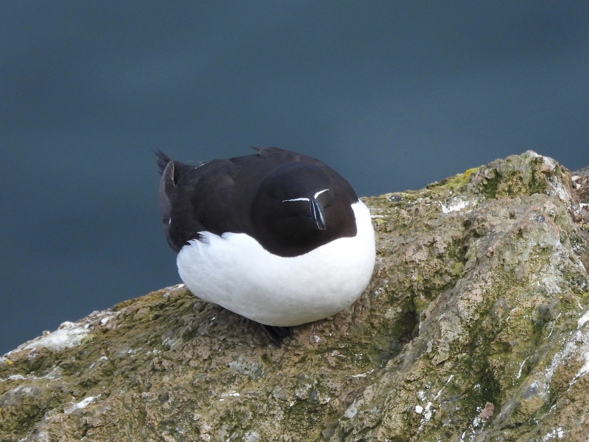 Razorbill - Mark Smiles