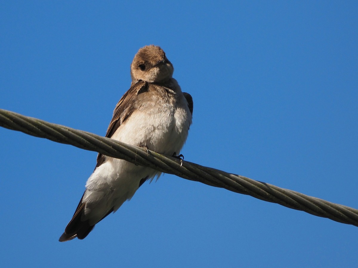 Northern Rough-winged Swallow - Bill Kunze