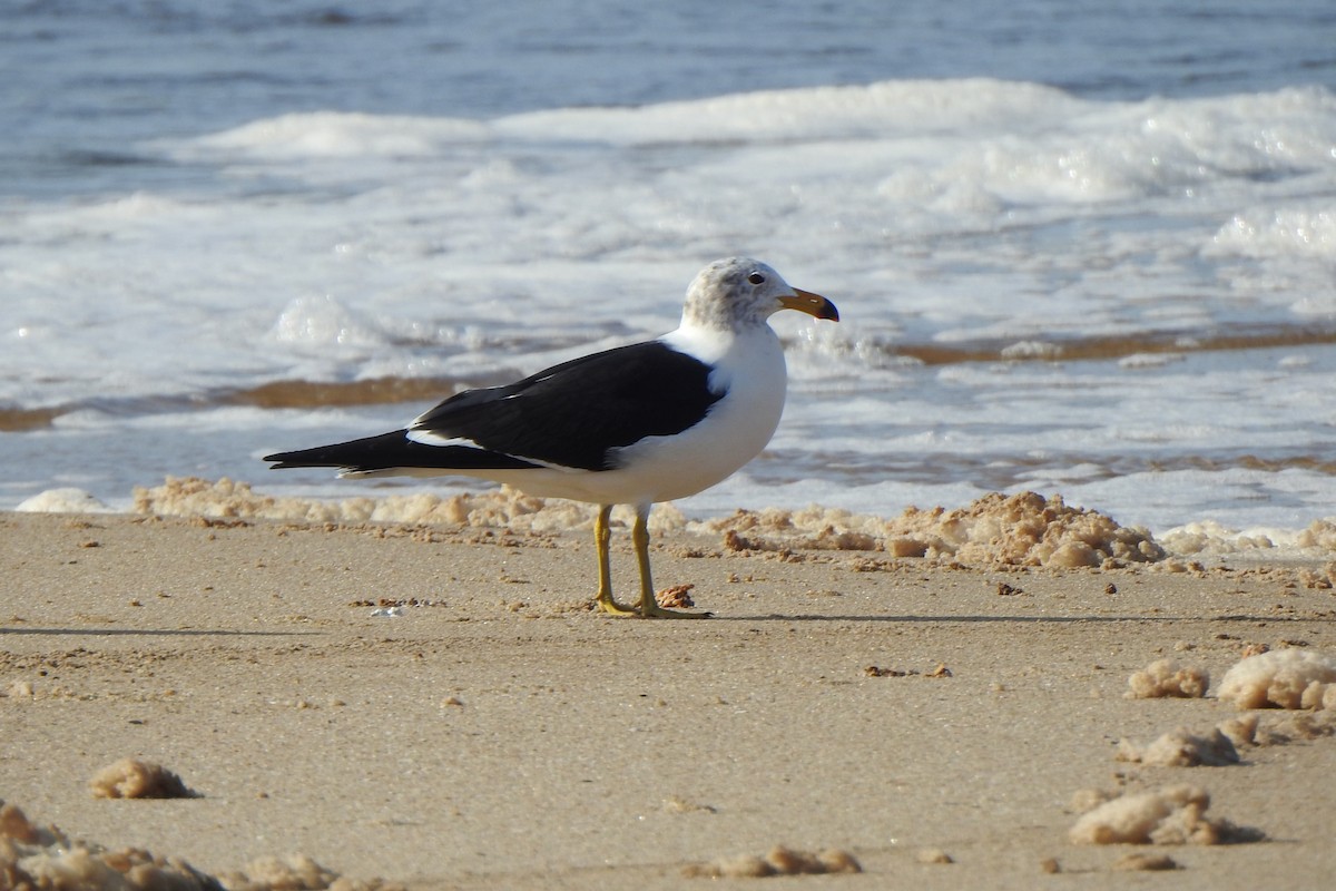 Olrog's Gull - ML619495790