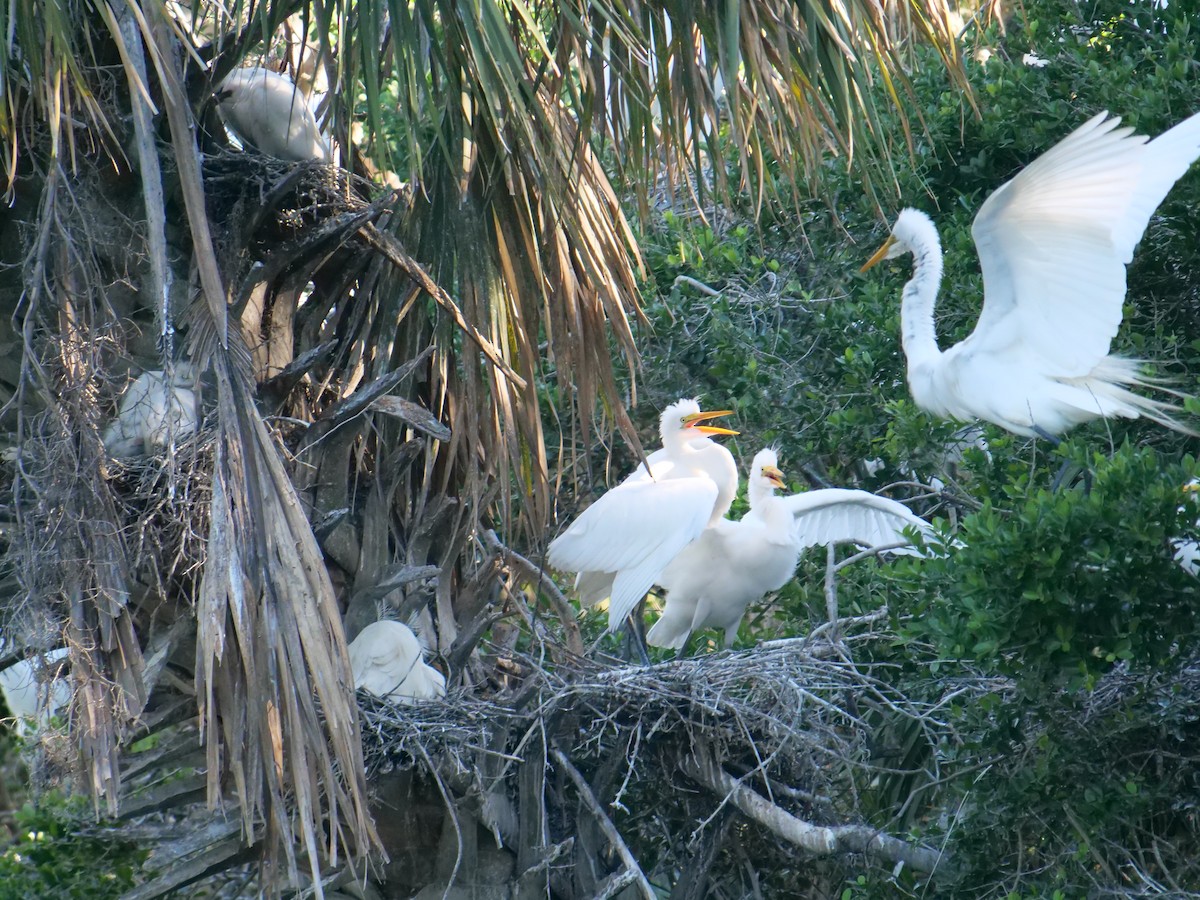 Great Egret - ML619495793