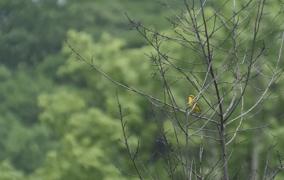 Prairie Warbler - Joseph Trezza