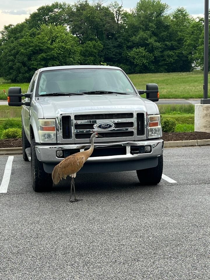 Sandhill Crane - Allison Minkel