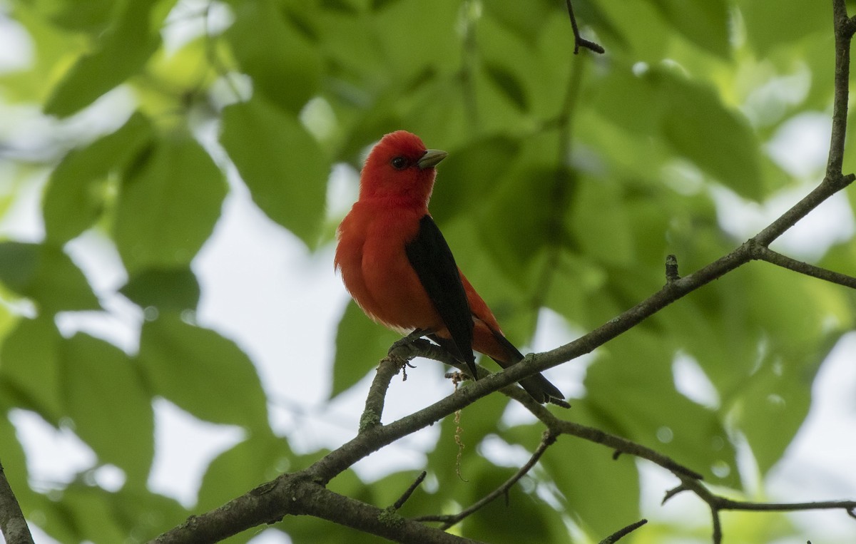 Scarlet Tanager - ML619495797