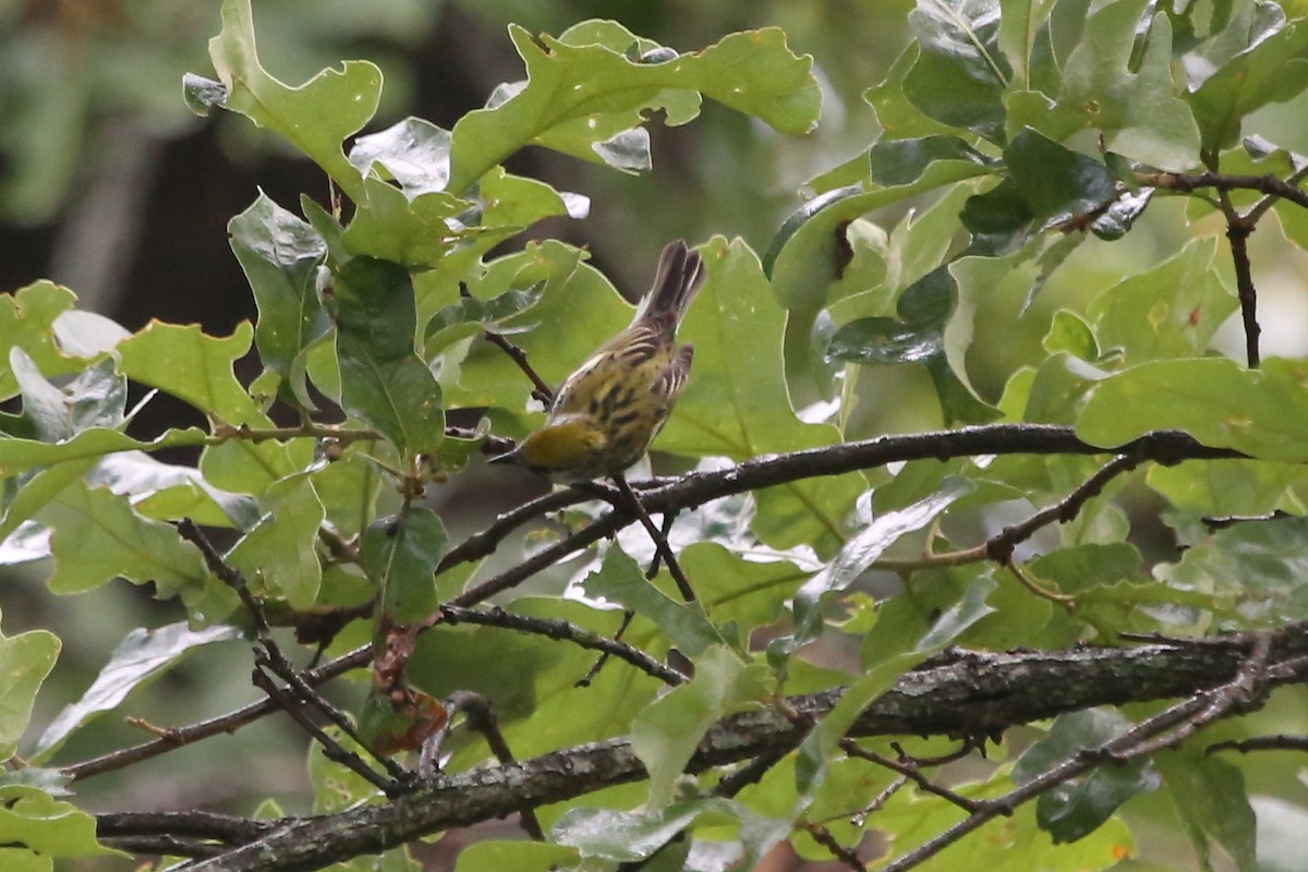 Chestnut-sided Warbler - Greg Page