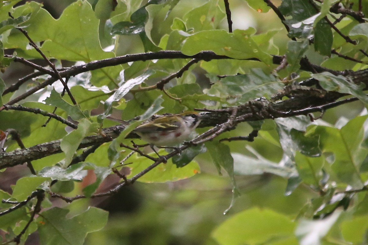 Chestnut-sided Warbler - Greg Page