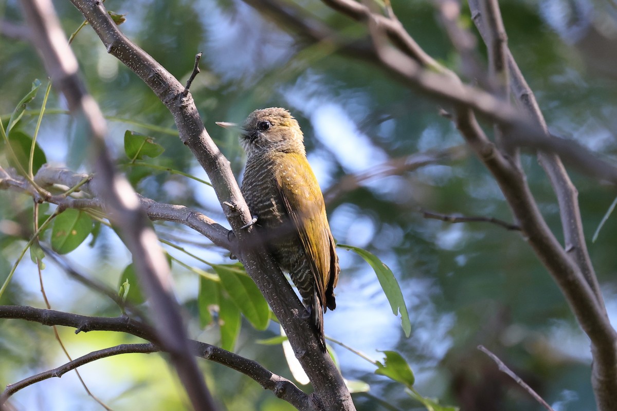 Little Woodpecker - Hubert Stelmach