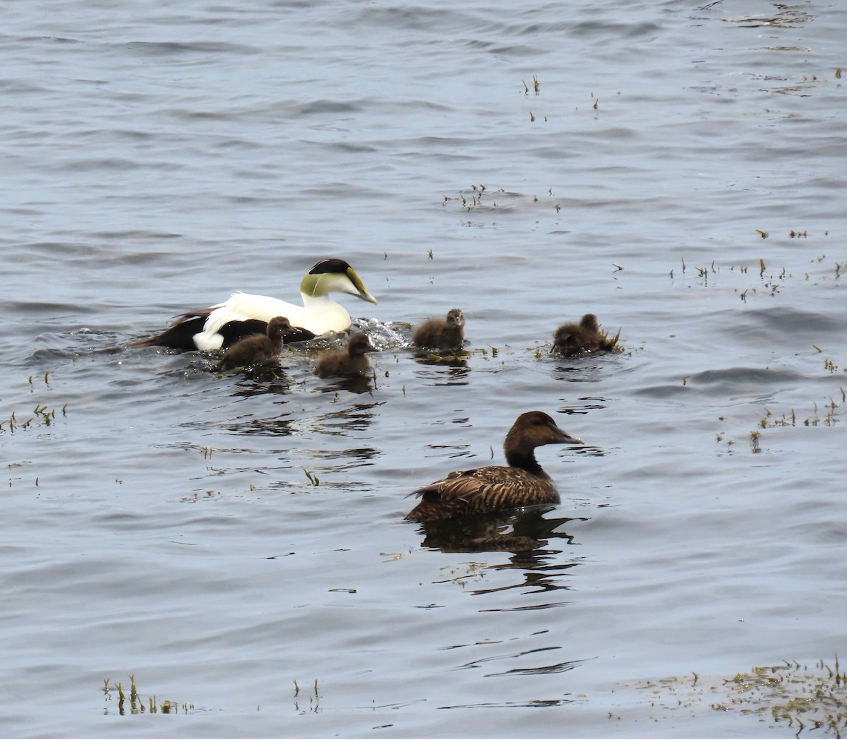 Common Eider - judy parrot-willis