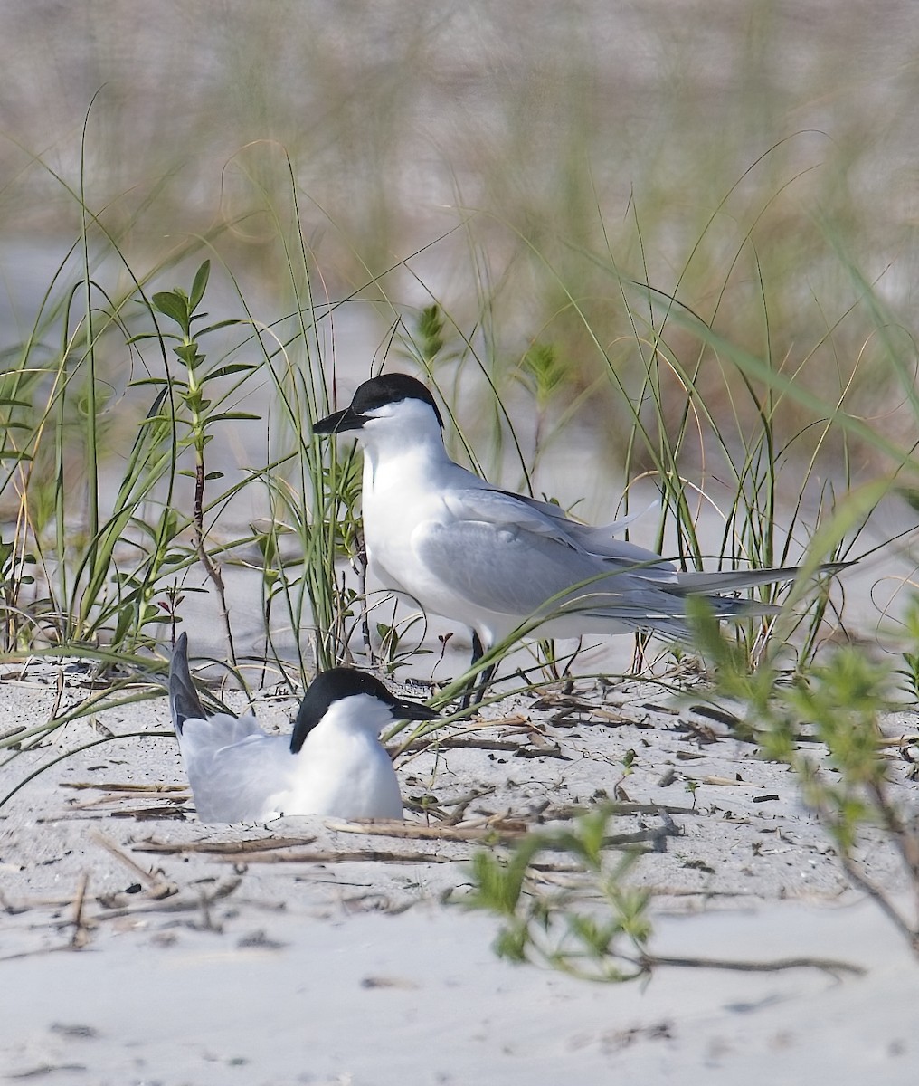 Gull-billed Tern - ML619495811