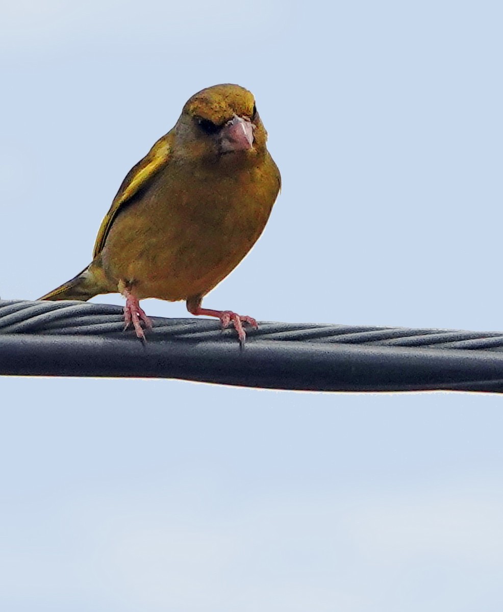 European Greenfinch - Diane Drobka