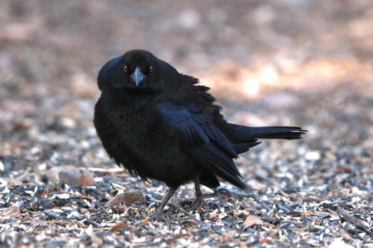 Bronzed Cowbird - Jesse Pline