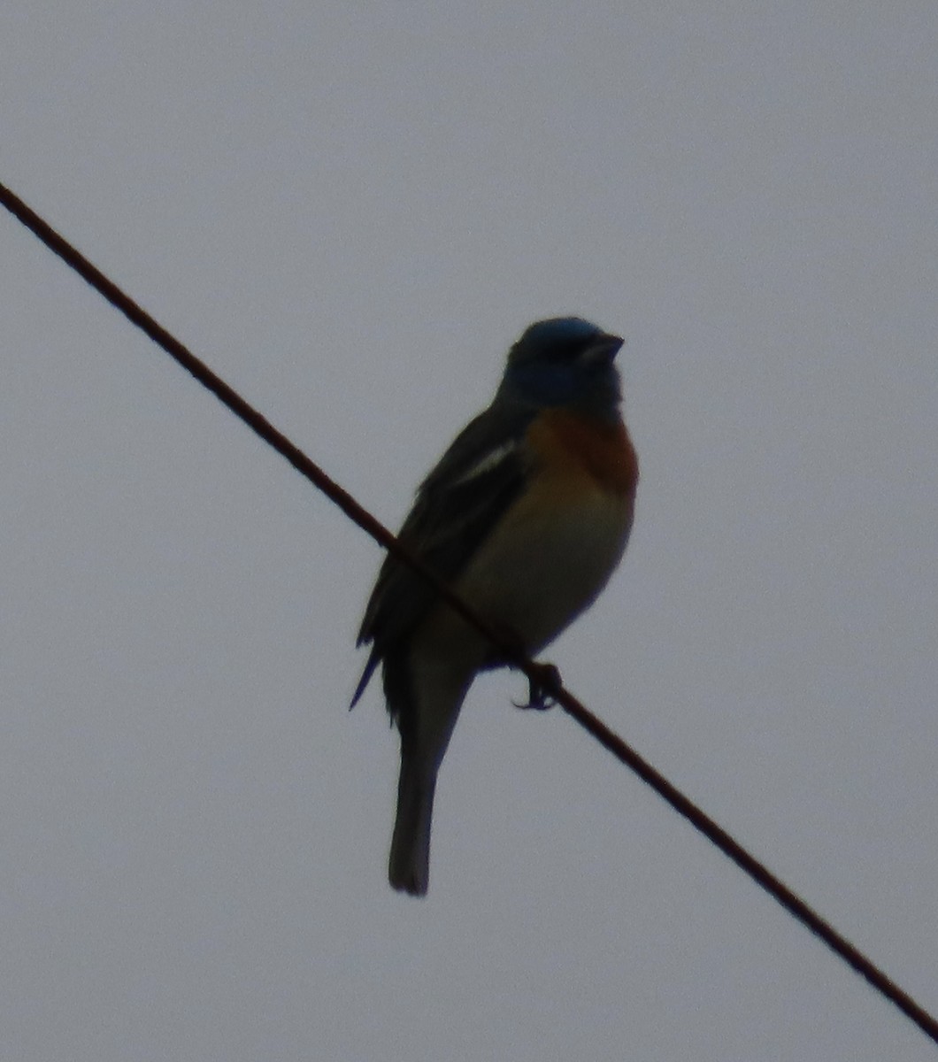 Lazuli Bunting - Scott Inman