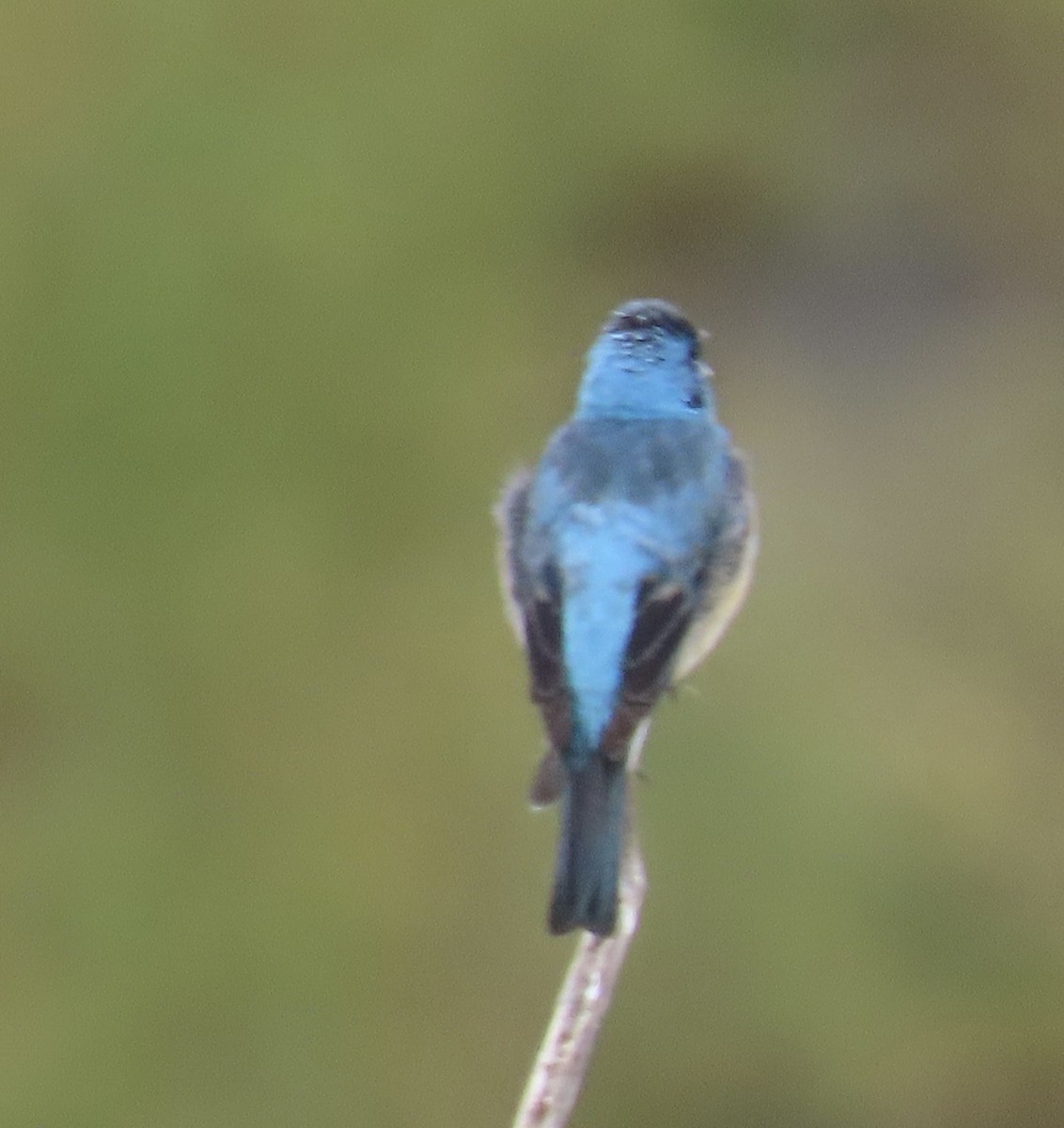 Lazuli Bunting - Scott Inman