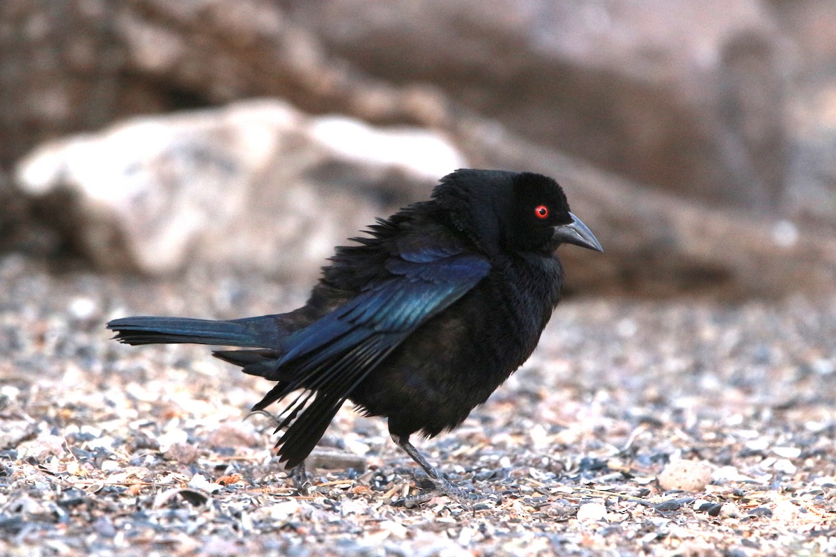 Bronzed Cowbird - Jesse Pline