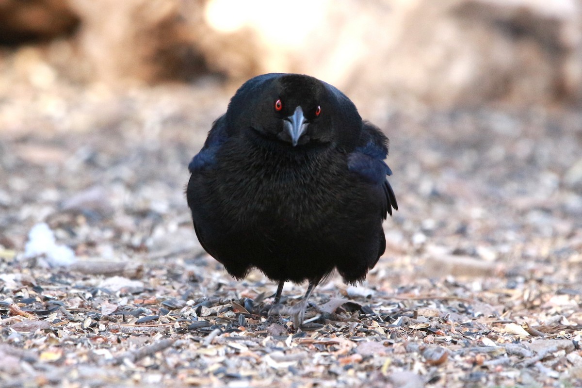 Bronzed Cowbird - Jesse Pline