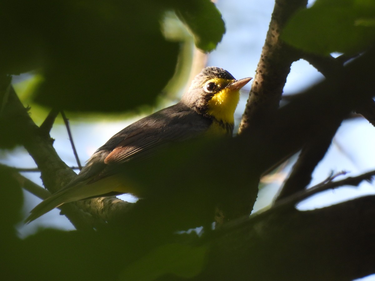 Canada Warbler - Leah Kmiecik