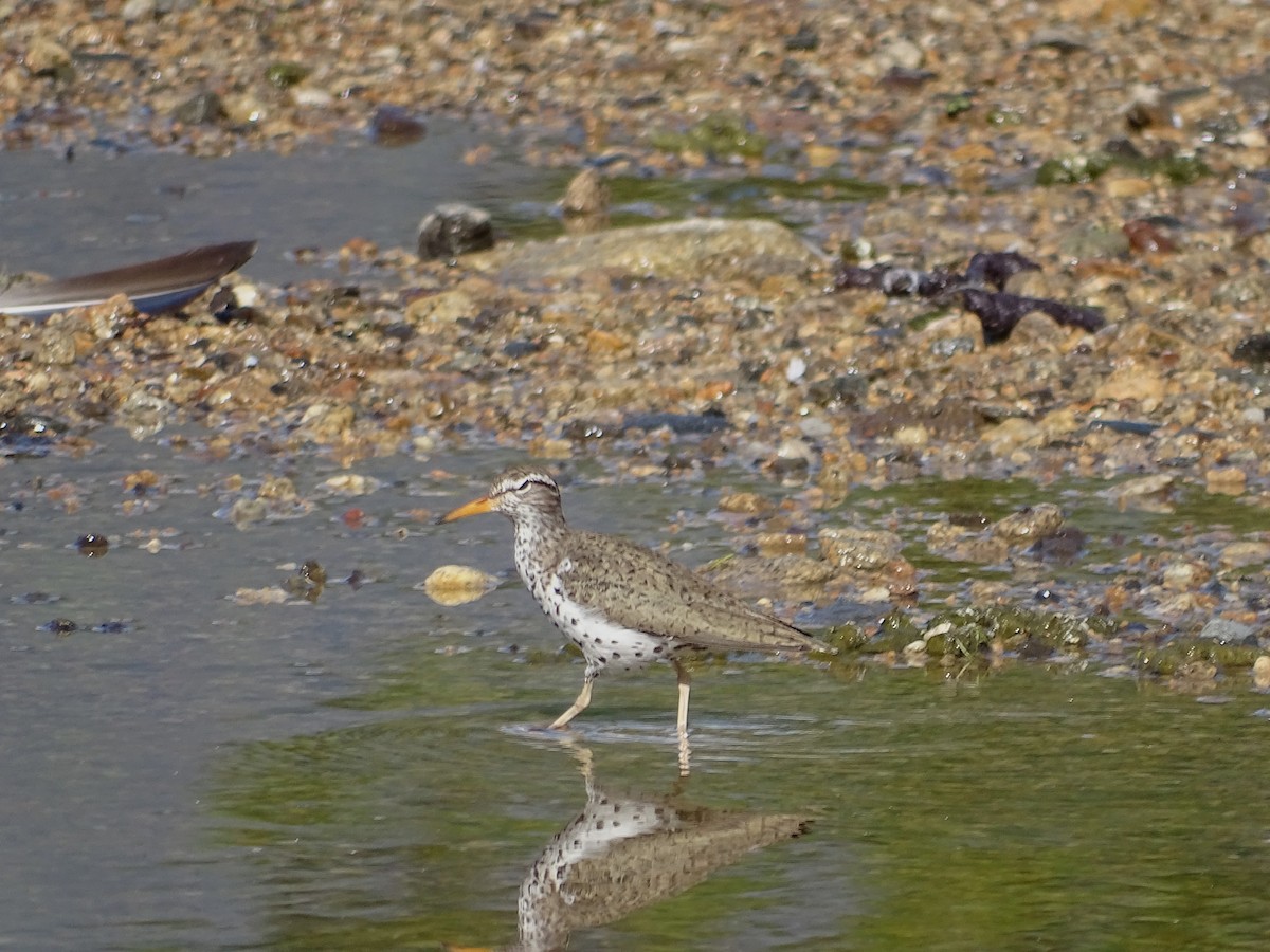 Spotted Sandpiper - Jim Walton