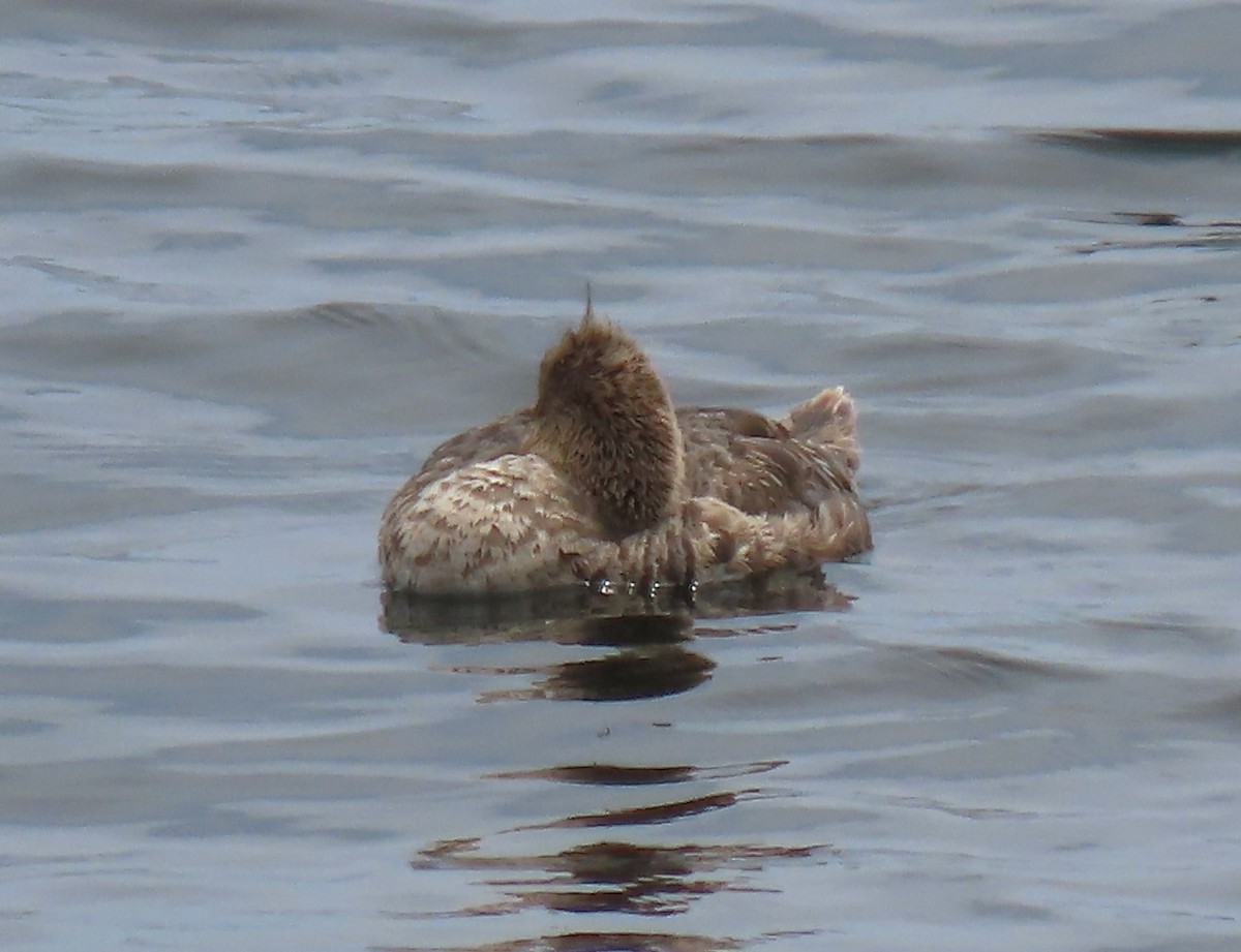 Red-breasted Merganser - judy parrot-willis