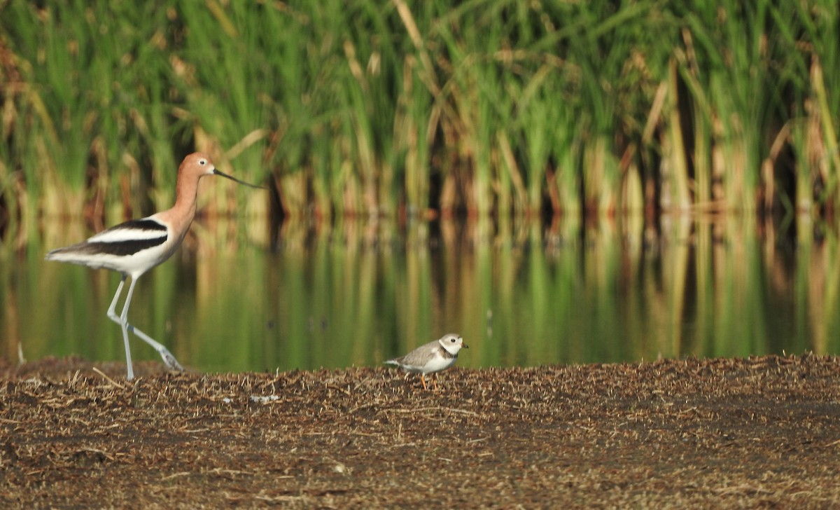 Piping Plover - Anuar López