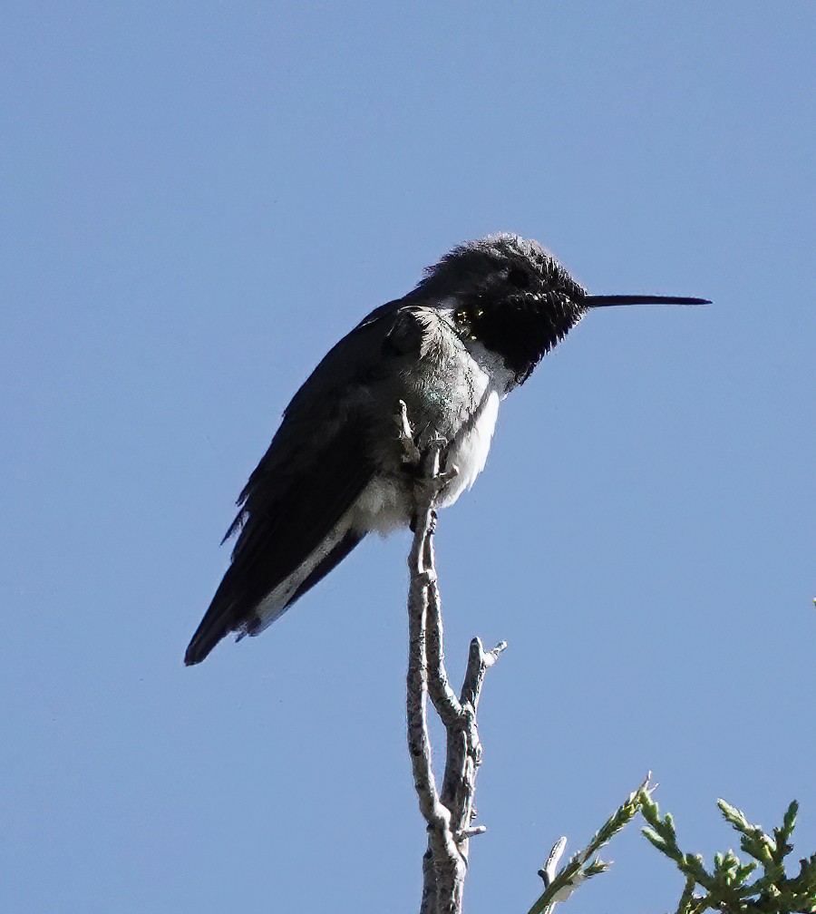 Broad-tailed Hummingbird - Jim Ward