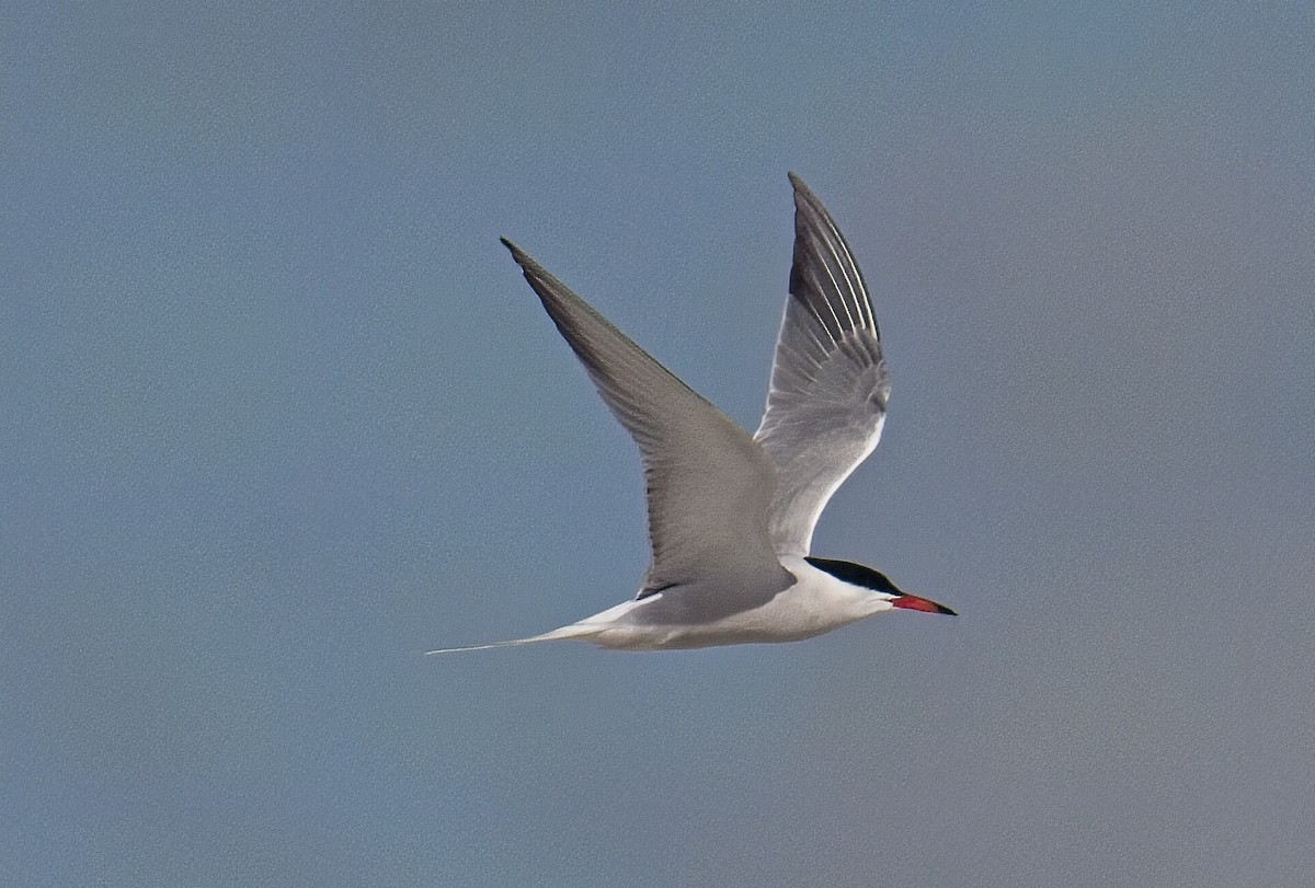 Common Tern - Robert Oberfelder