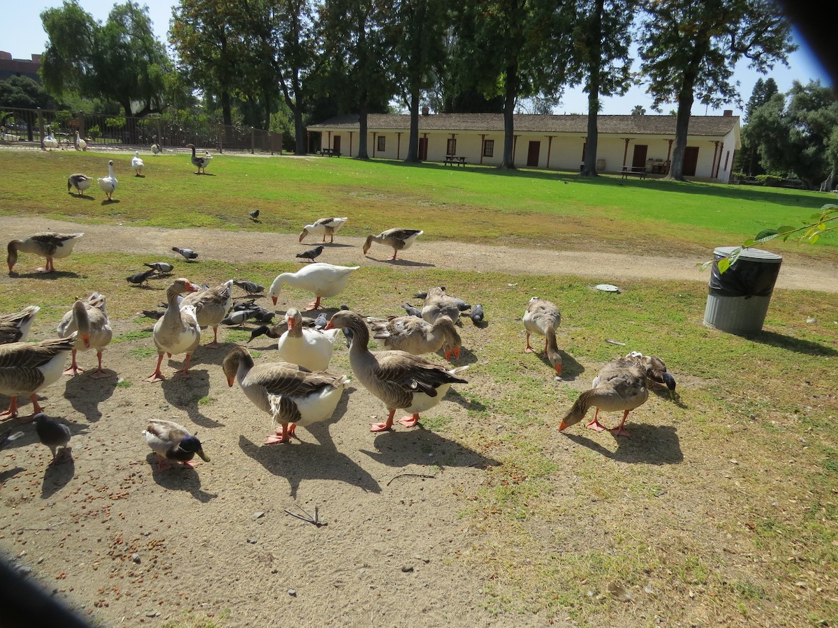 Mallard - GLORIA GWYNNE