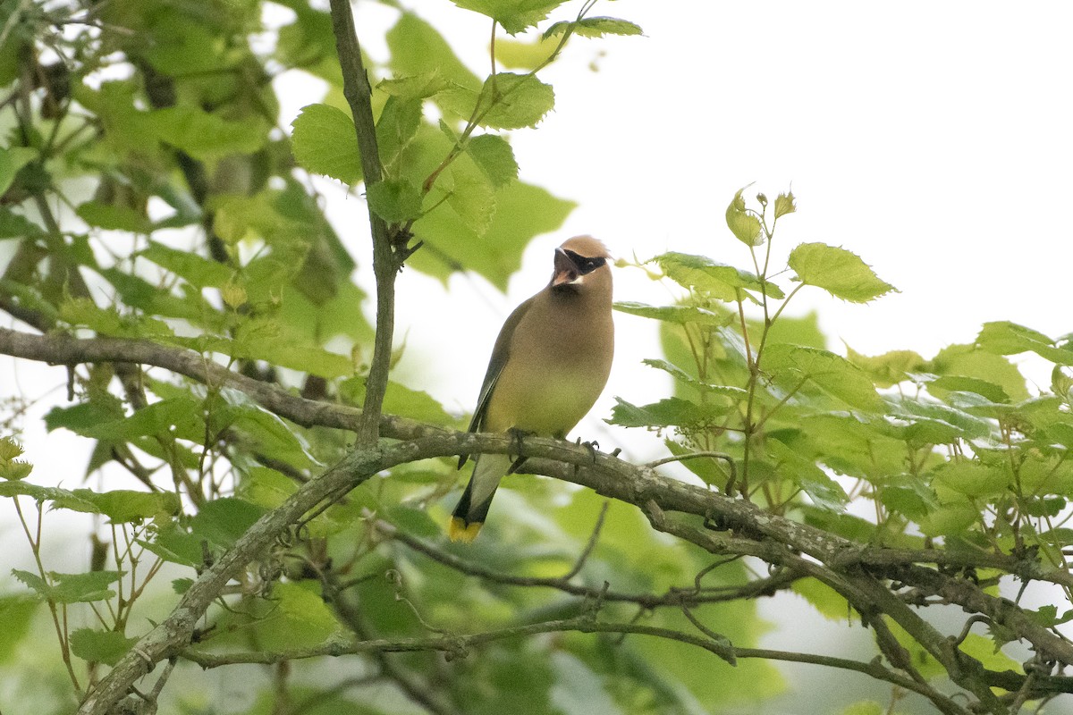 Cedar Waxwing - Larisa Prezioso