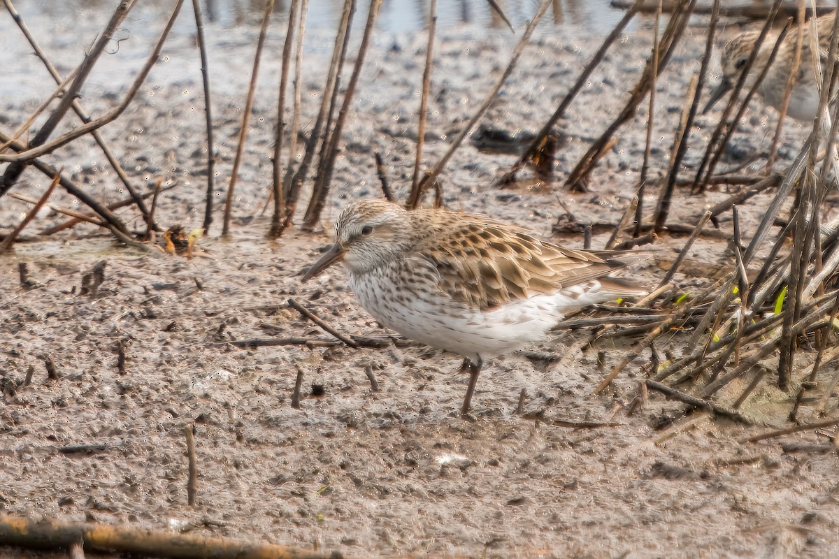 White-rumped Sandpiper - Eric Stone