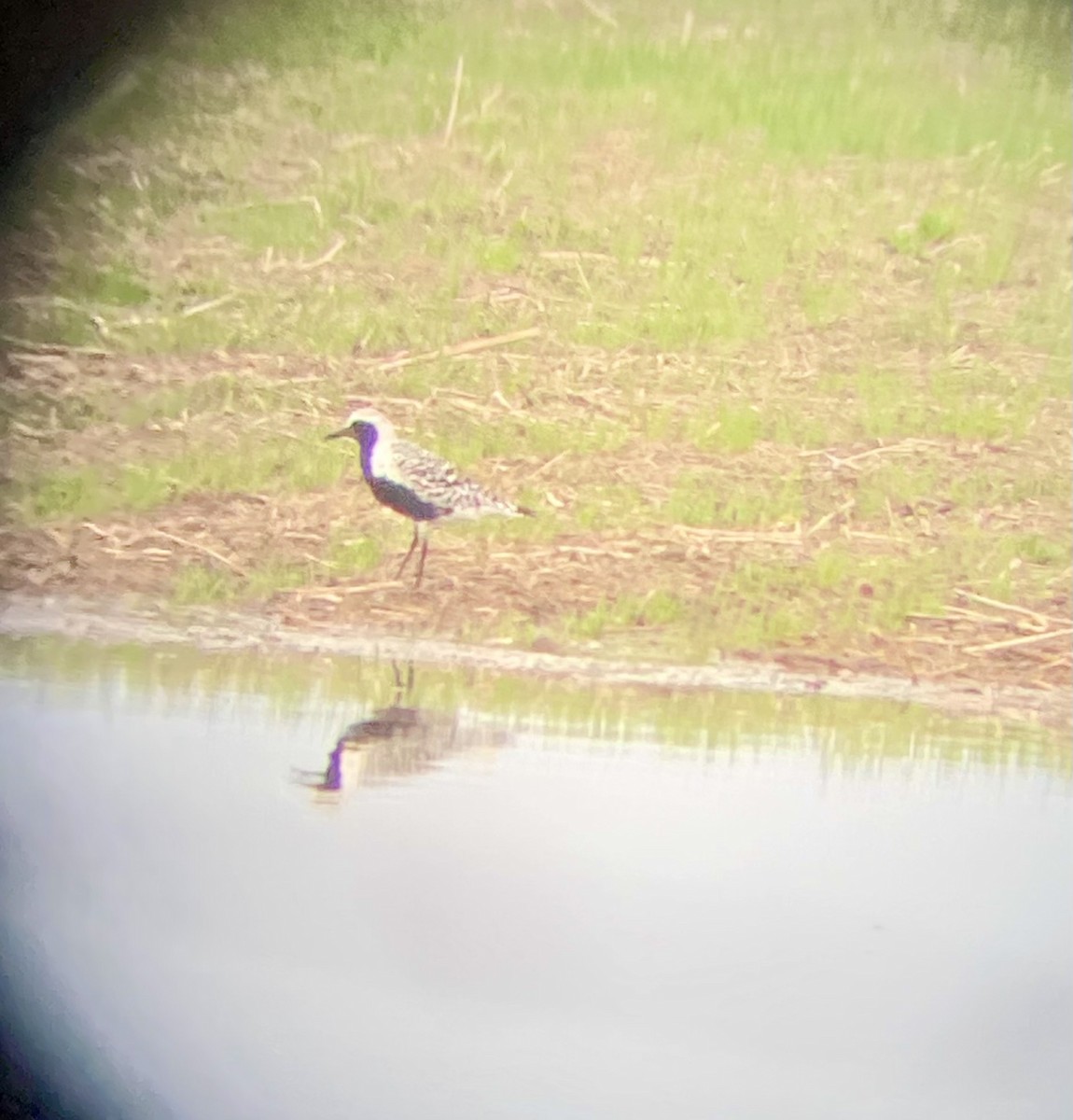 Black-bellied Plover - Percy  Zalasky