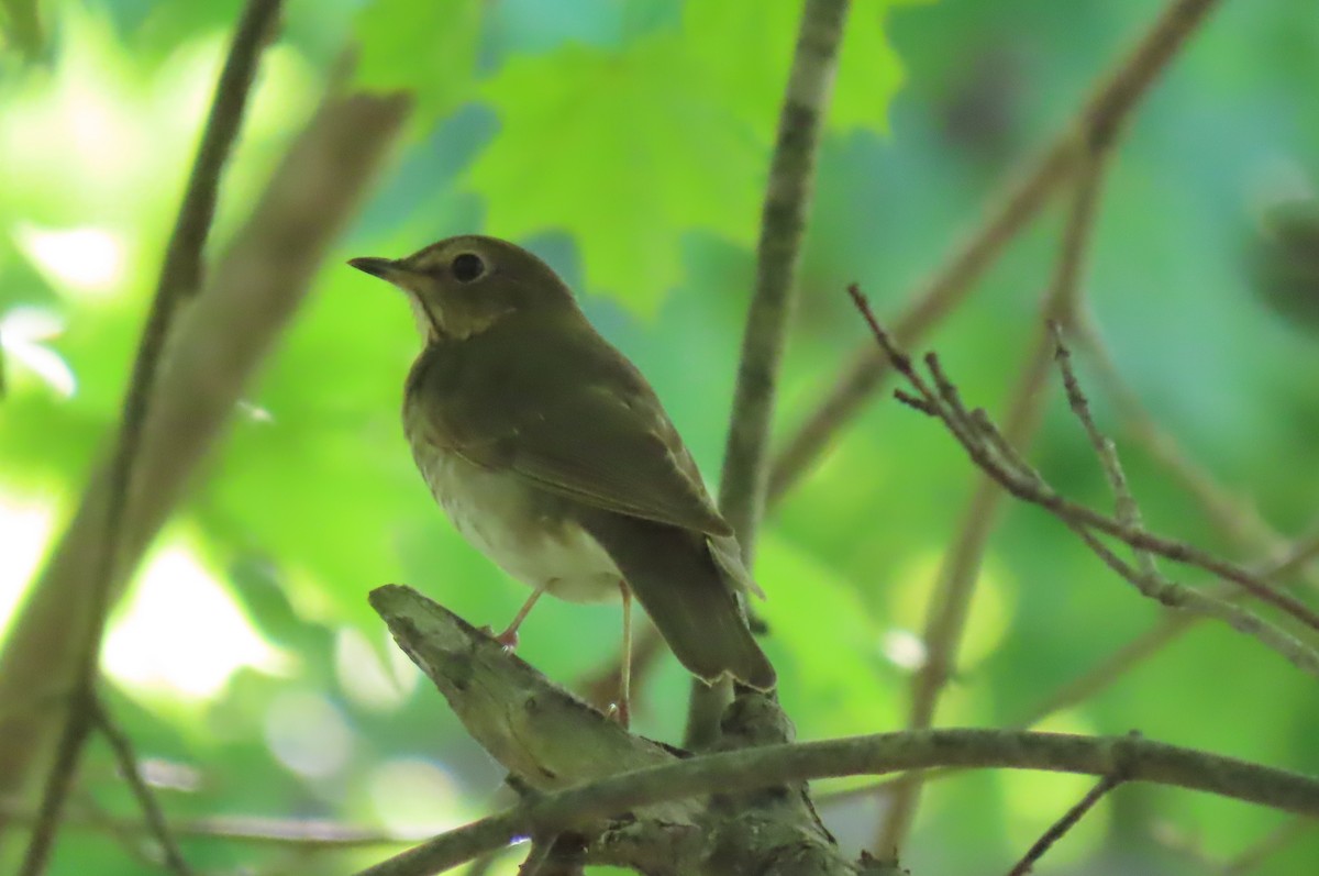 Swainson's Thrush - ML619495873