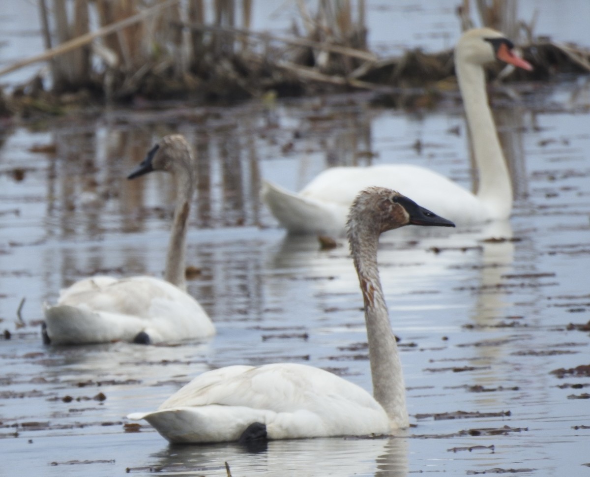 Mute Swan - Laura Wilson