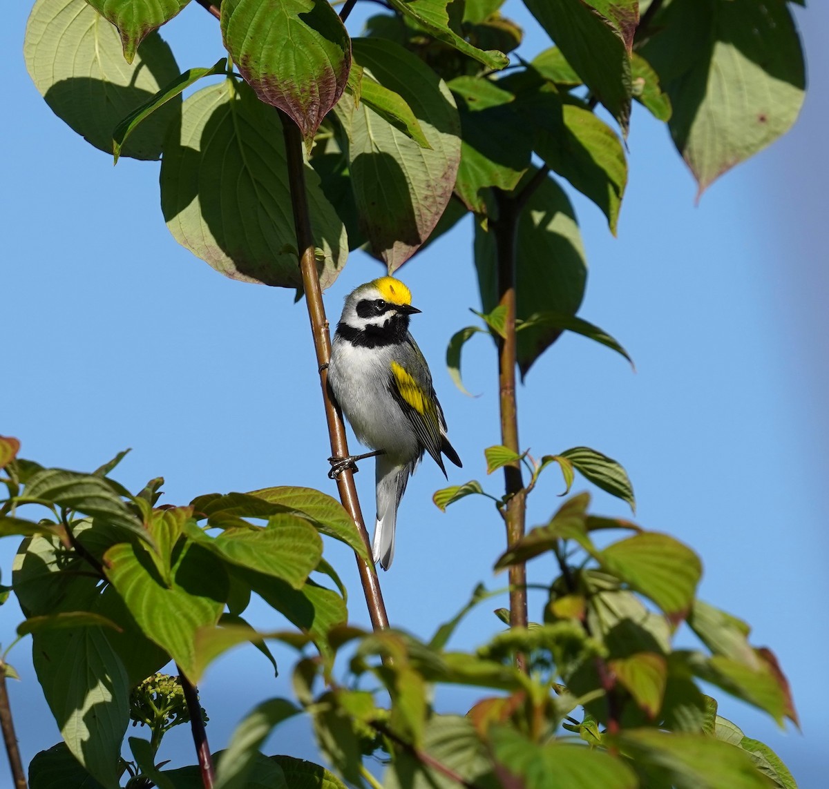 Golden-winged Warbler - Janet Lafond