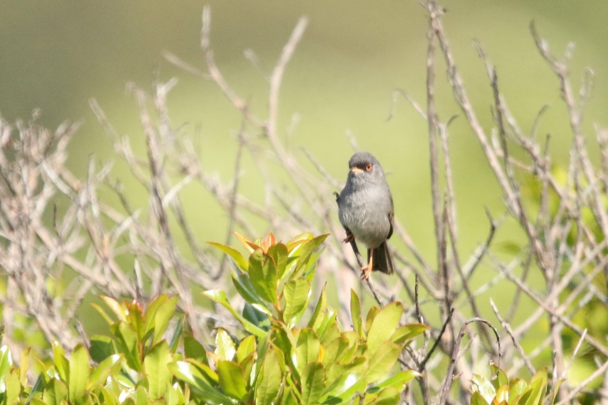 Marmora's Warbler - Rüdiger Reitz