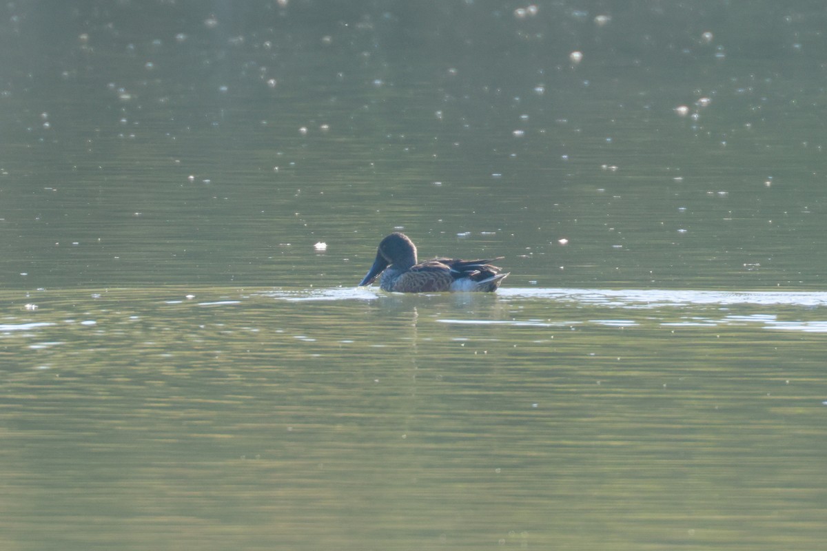 Northern Shoveler - Joey McCracken