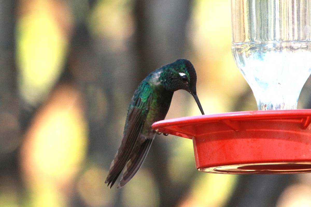 Rivoli's Hummingbird - Jesse Pline