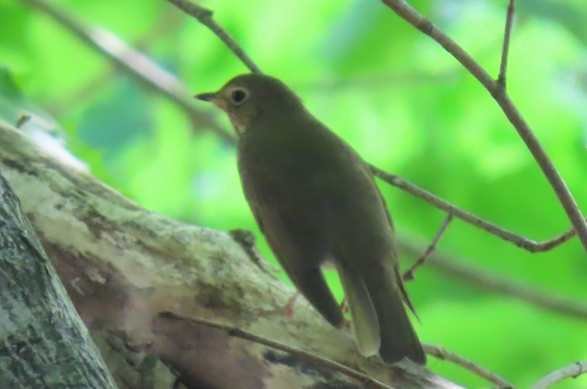 Swainson's Thrush - ML619495894