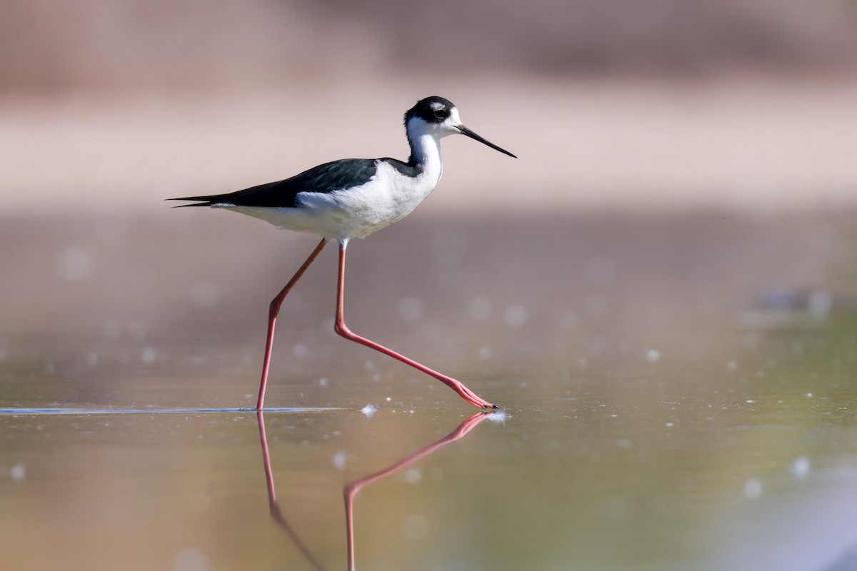 Black-necked Stilt (Black-necked) - Joey McCracken