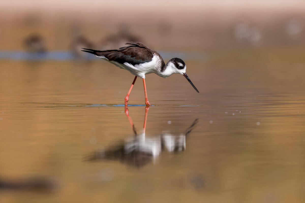 Black-necked Stilt (Black-necked) - Joey McCracken