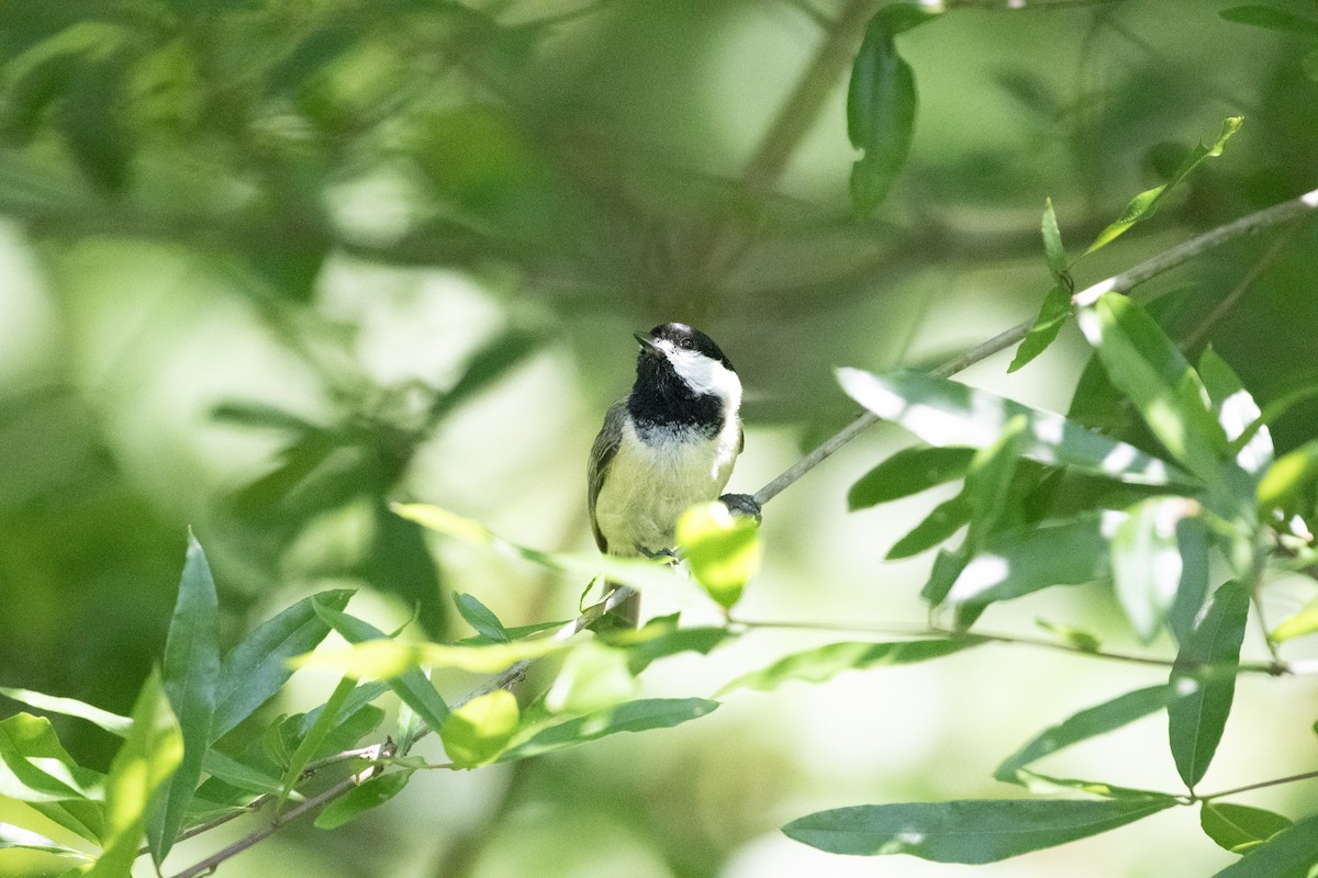 Carolina Chickadee - Larisa Prezioso