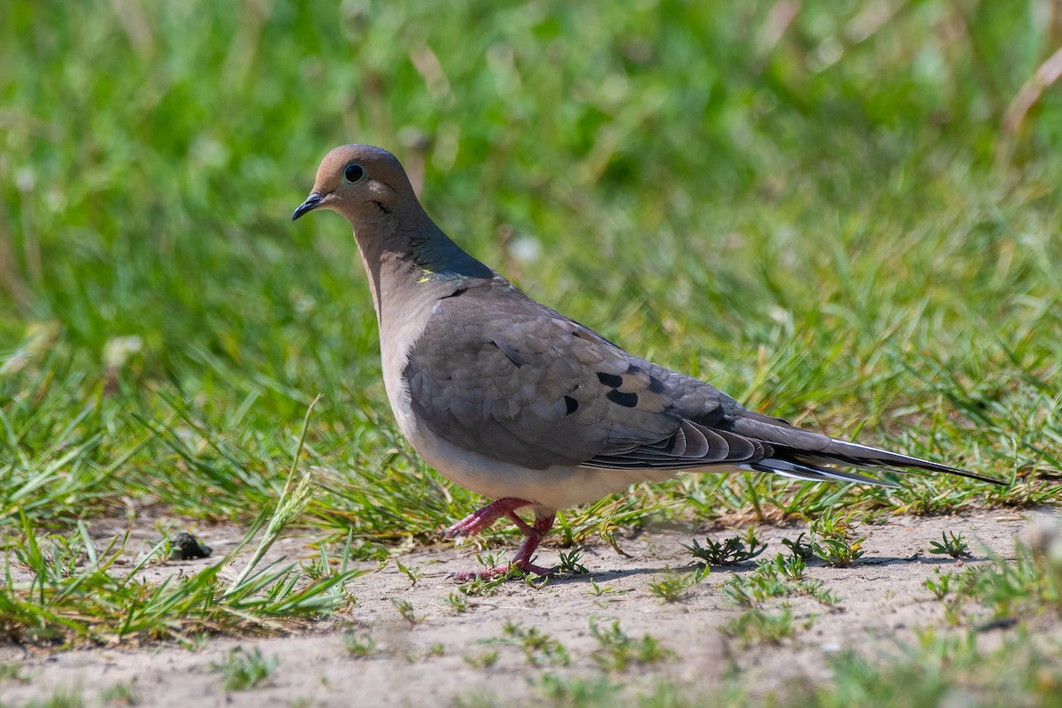 Mourning Dove - ML619495908