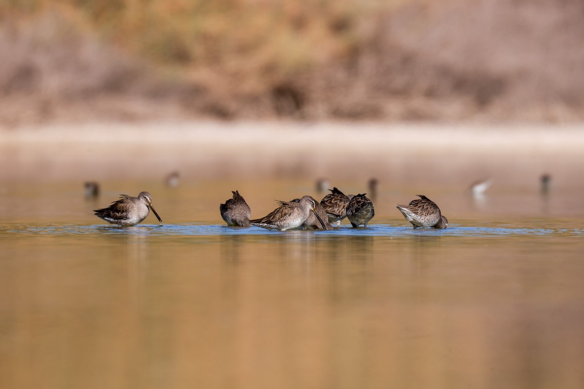 Long-billed Dowitcher - ML619495911