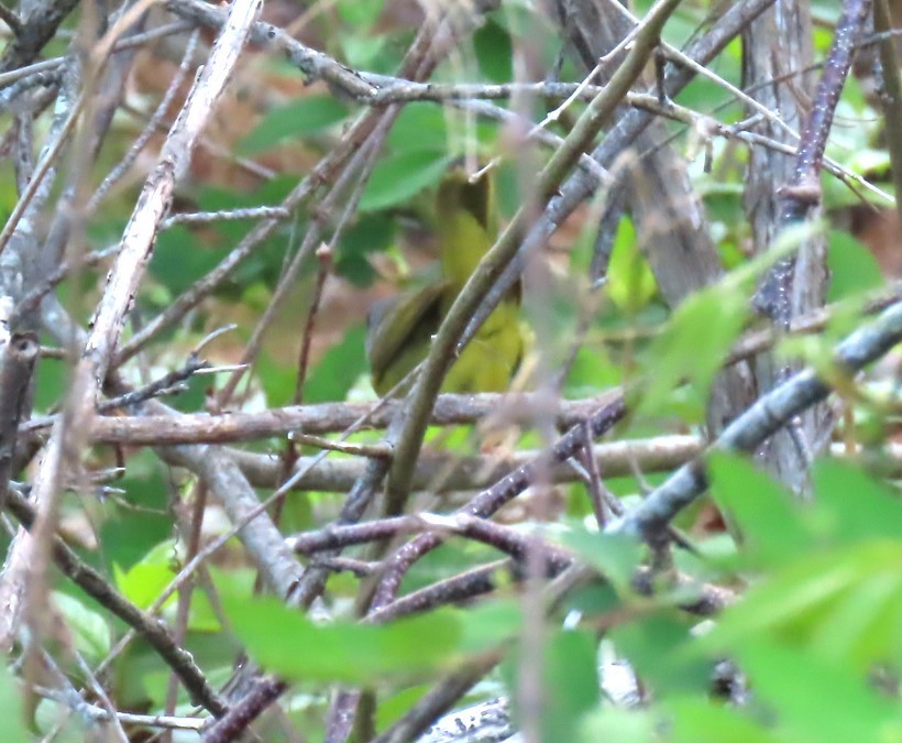 Mourning Warbler - judy parrot-willis