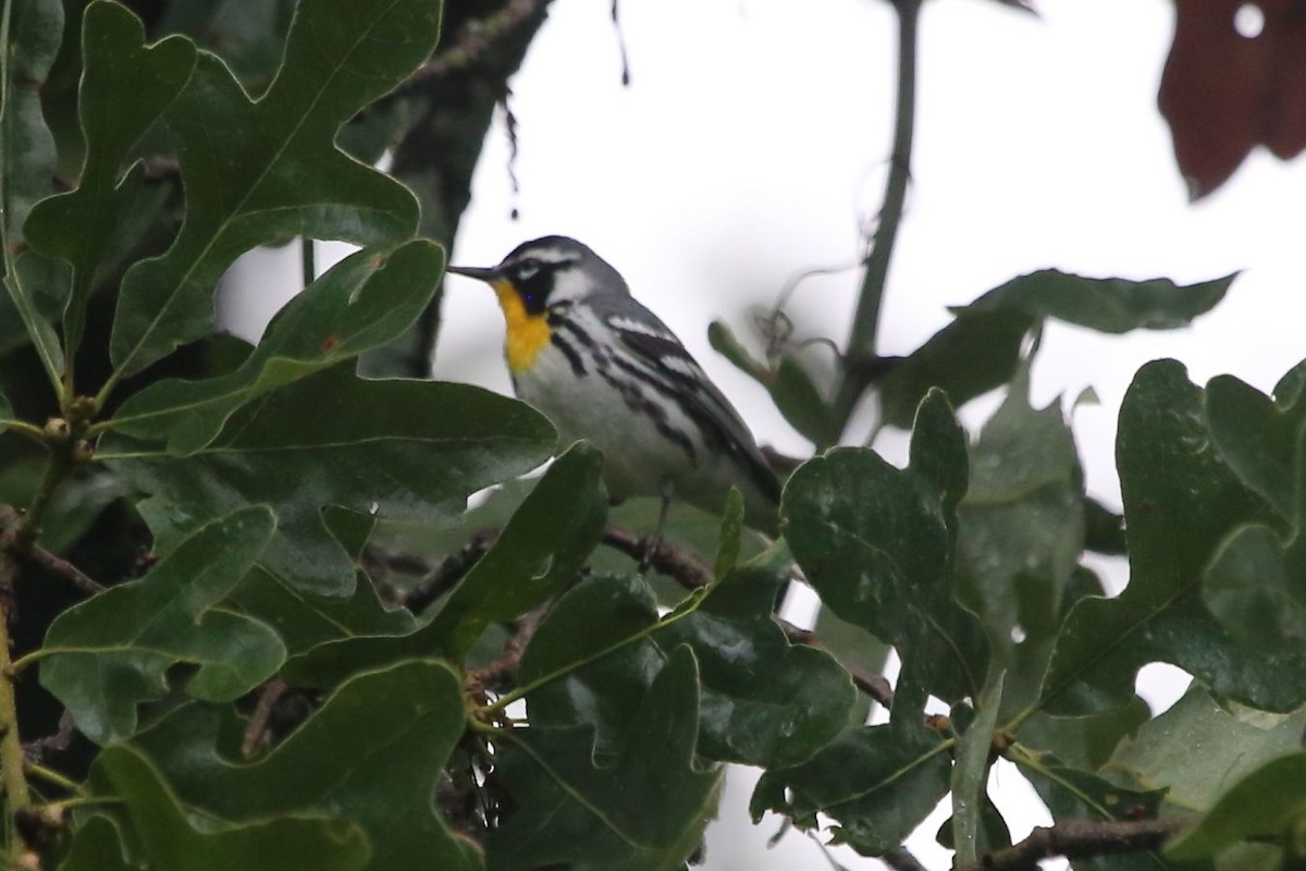 Yellow-throated Warbler - Greg Page