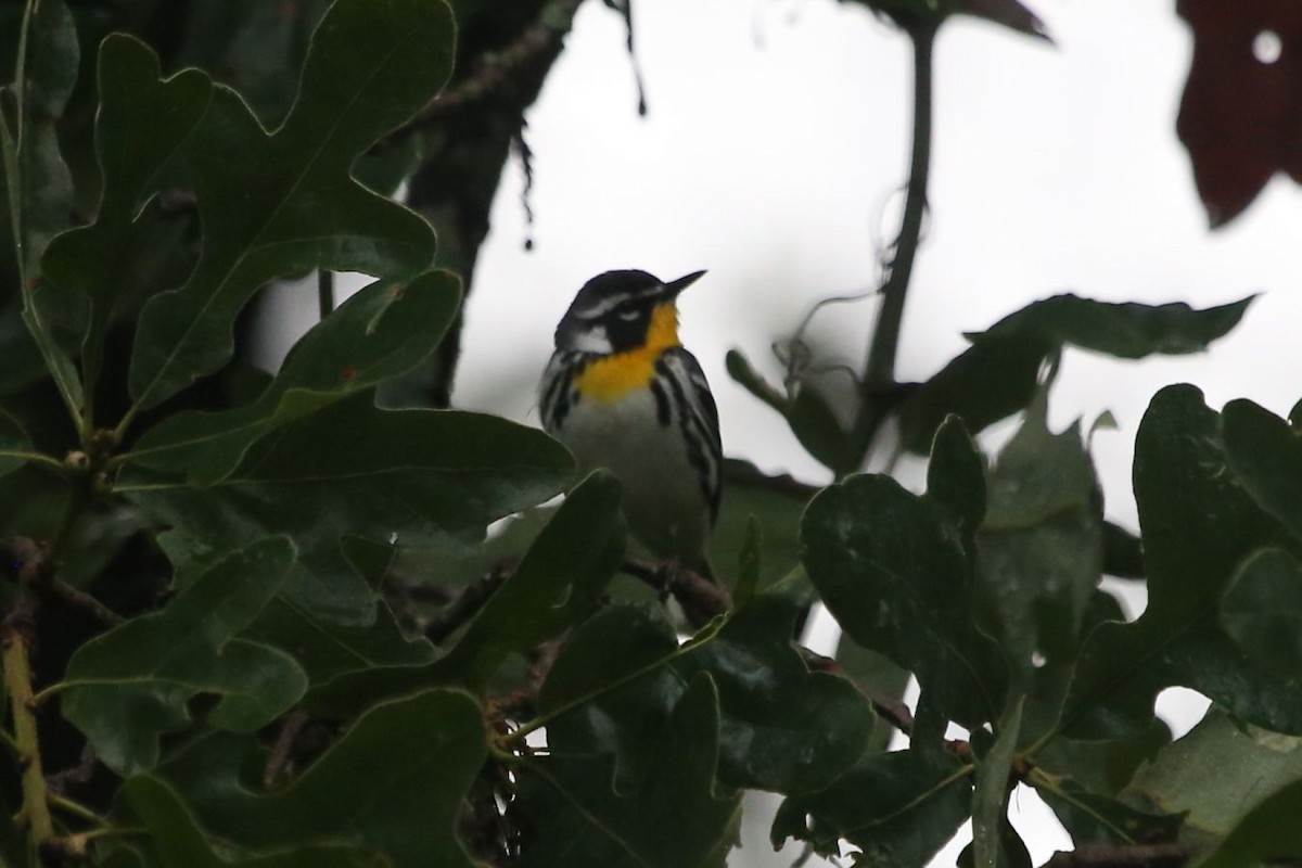Yellow-throated Warbler - Greg Page