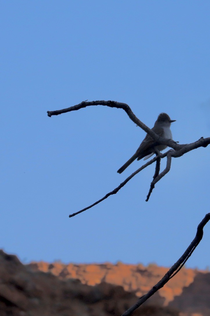 Ash-throated Flycatcher - JoAnn Dalley