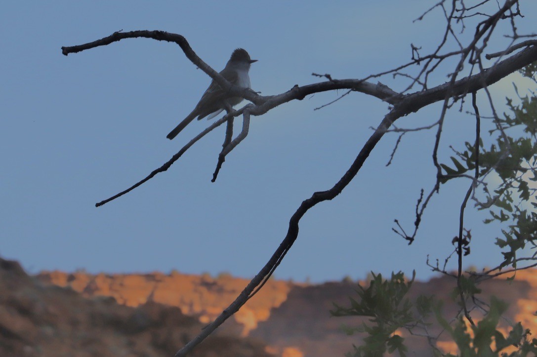 Ash-throated Flycatcher - JoAnn Dalley