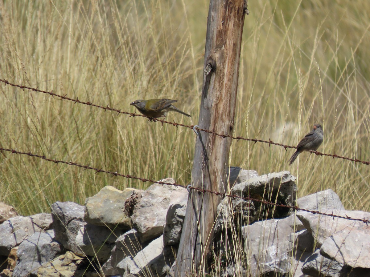 Peruvian Sierra Finch - ML619495923