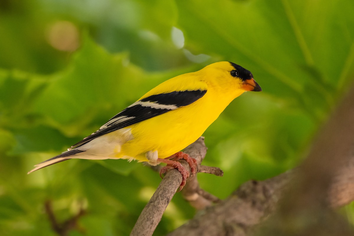 American Goldfinch - Deepak Kumar Thyagarajan