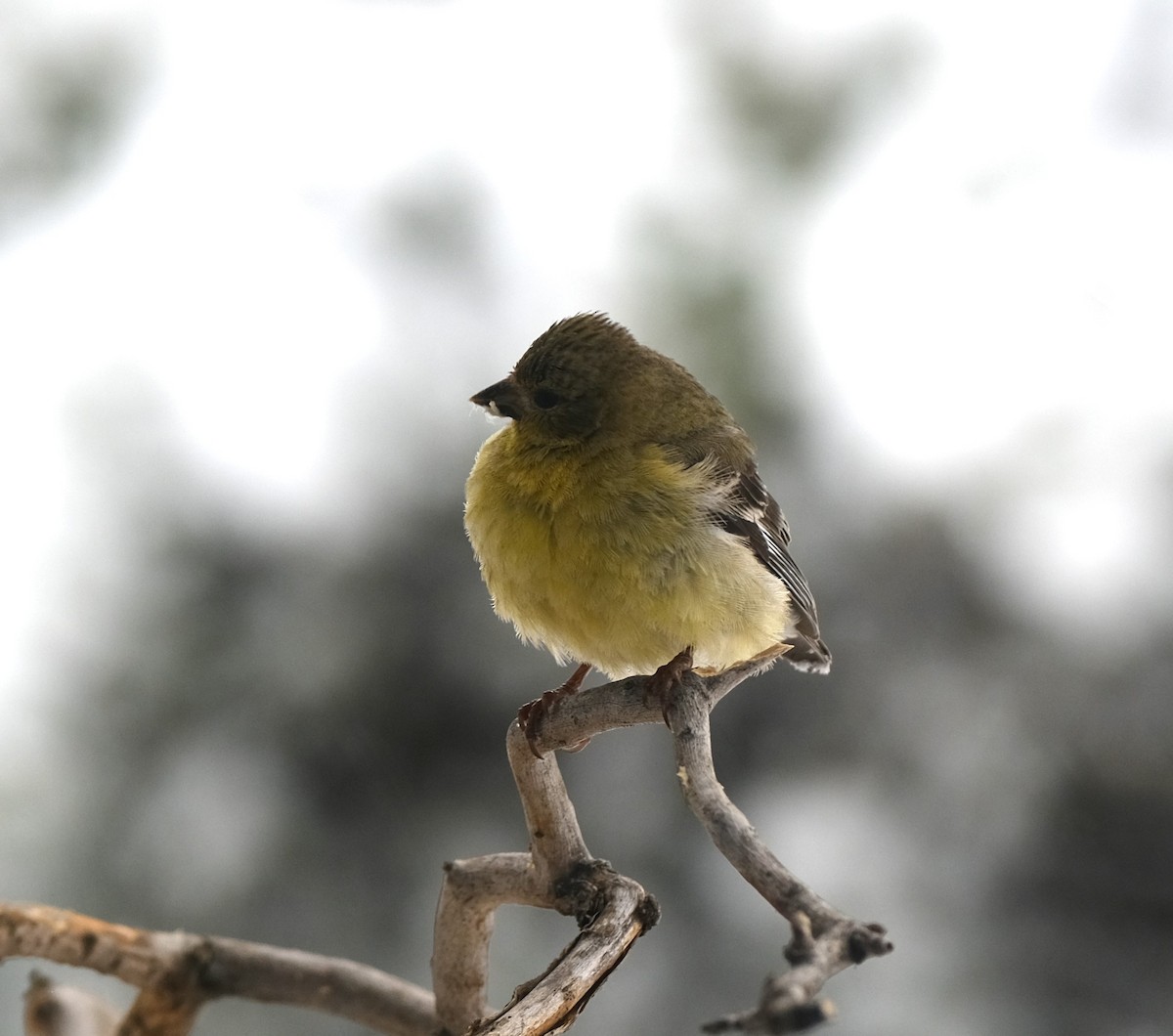 Lesser Goldfinch - ML619495930