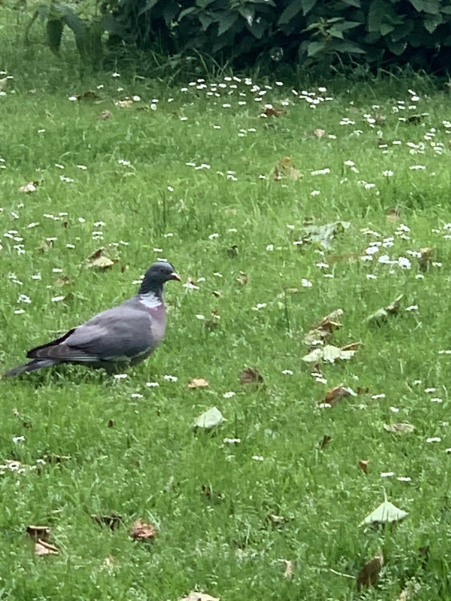 Common Wood-Pigeon - Danton Quandus